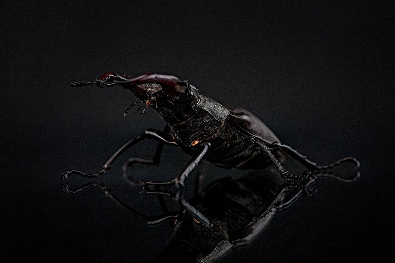 жук, студия, портрет, Евгений Дёгтев