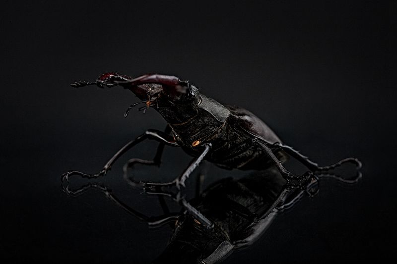 жук, студия, портрет Жук-олень фото превью