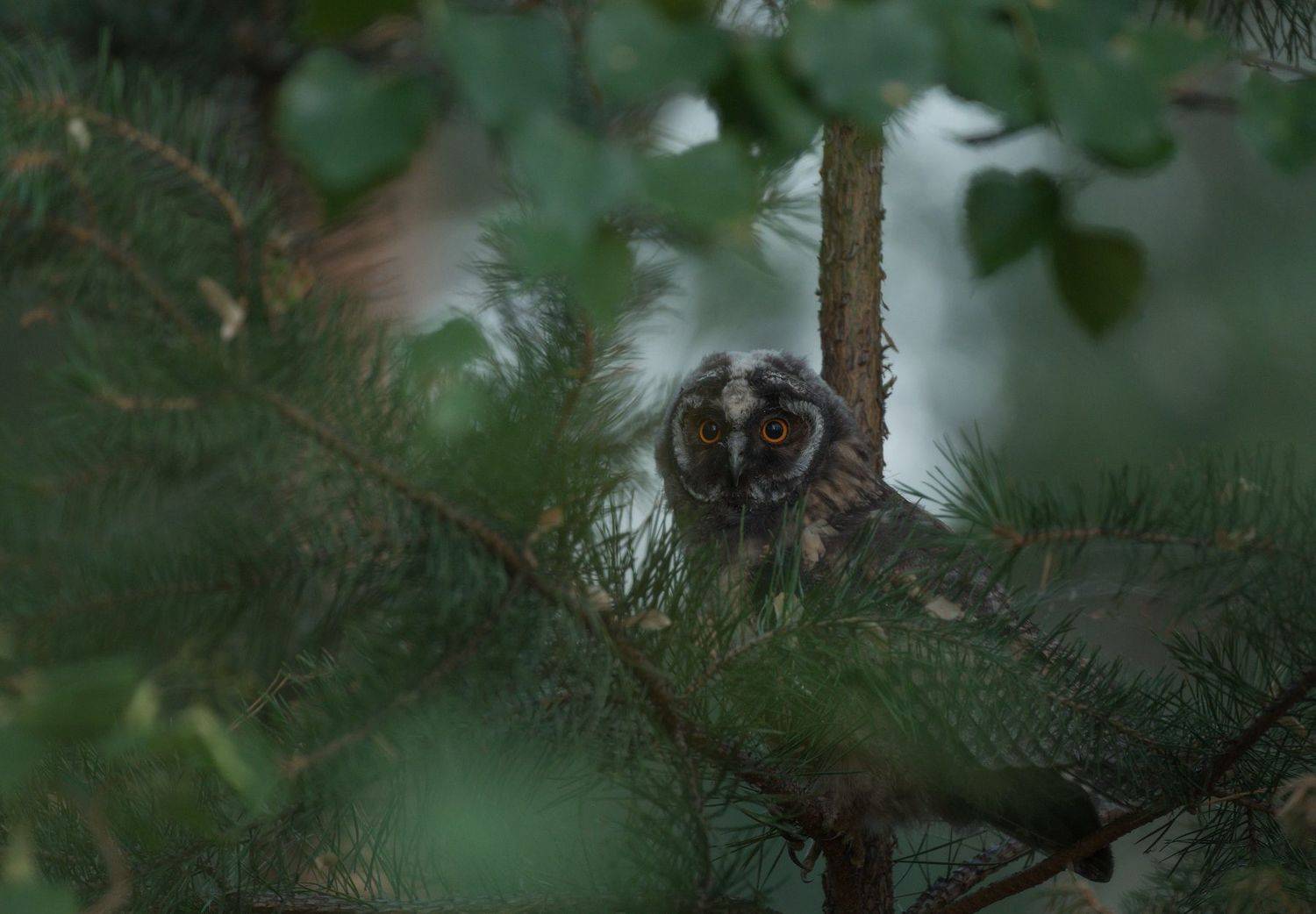 , Дмитрий Жучков