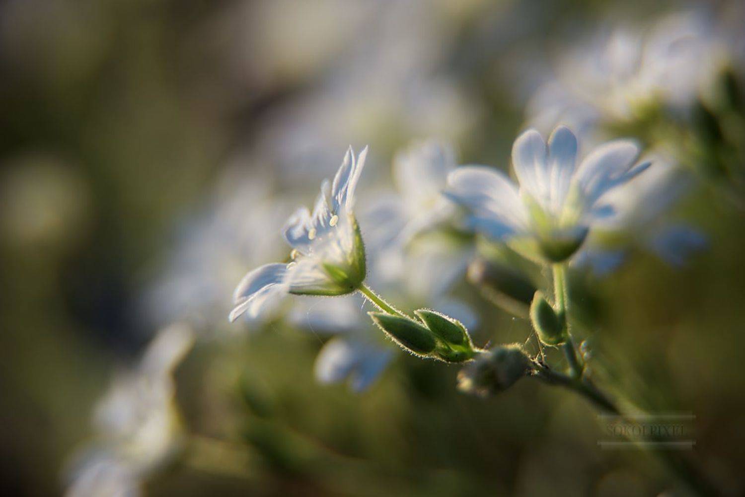 , Андрей Cоколов