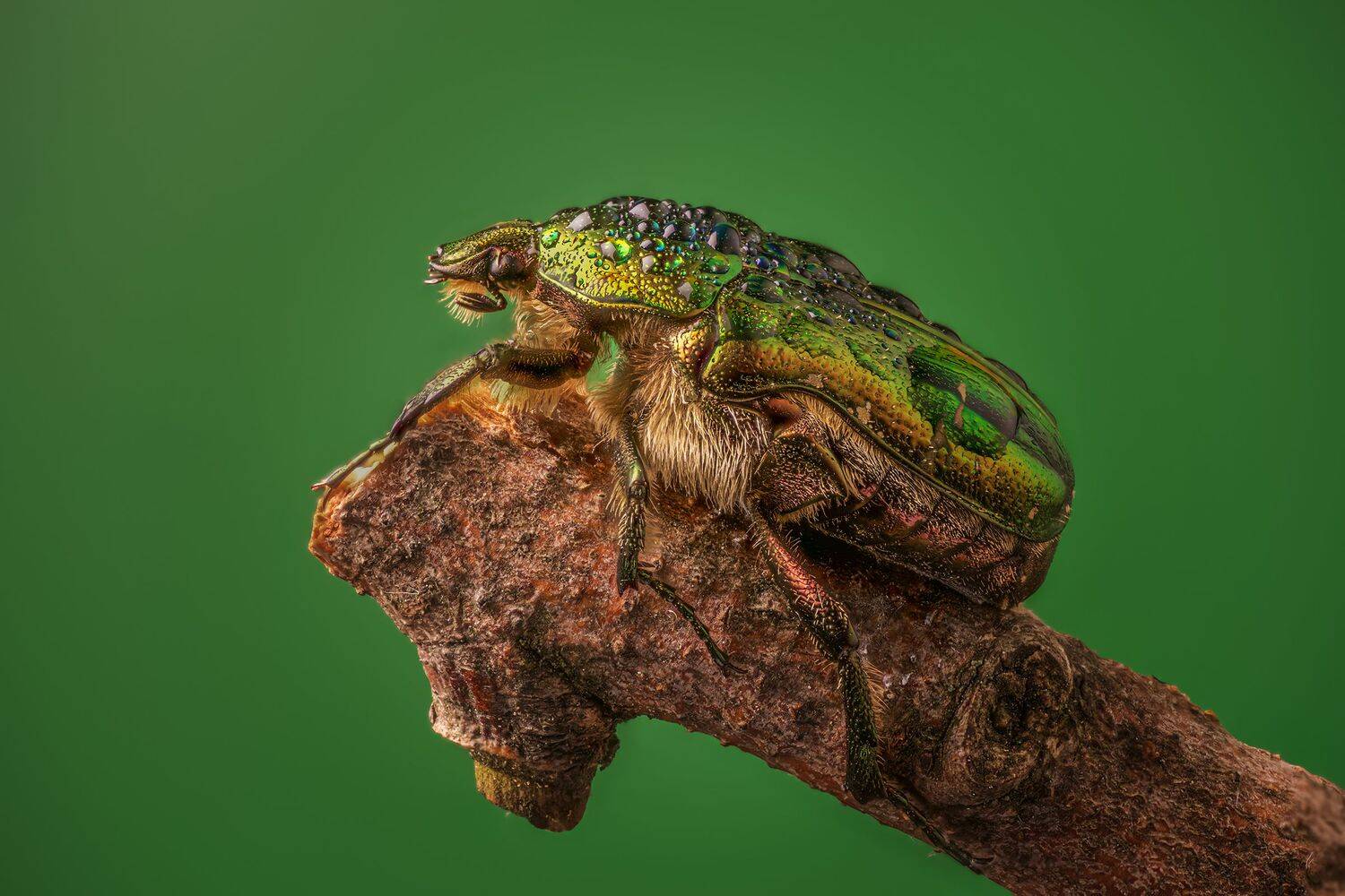 , Максим Вышарь