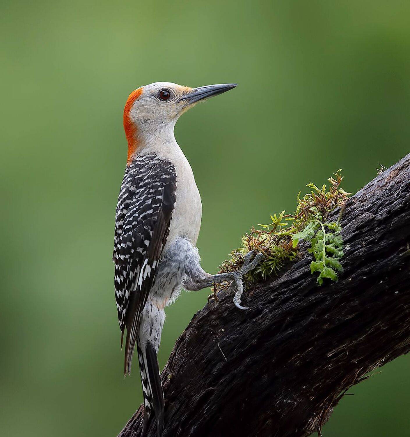 дятел, каролинский меланерпес, red-bellied woodpecker, woodpecker, Elizabeth Etkind