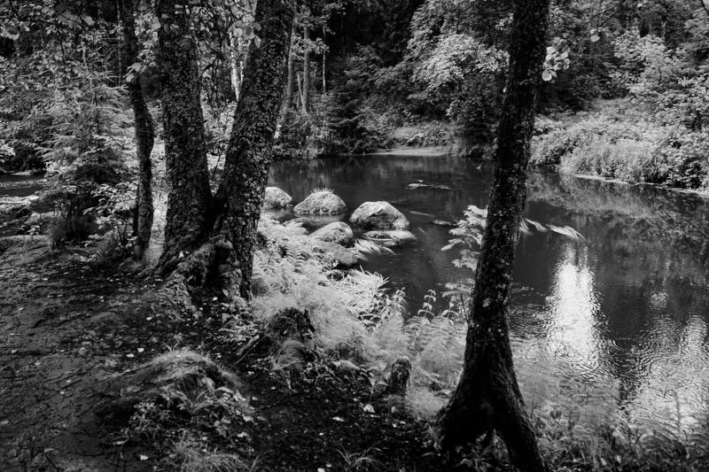 Лесная речка Рощинка фото превью