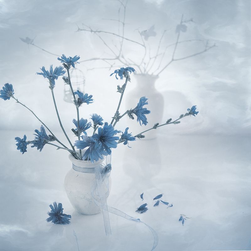 Голубой цикорий фото превью