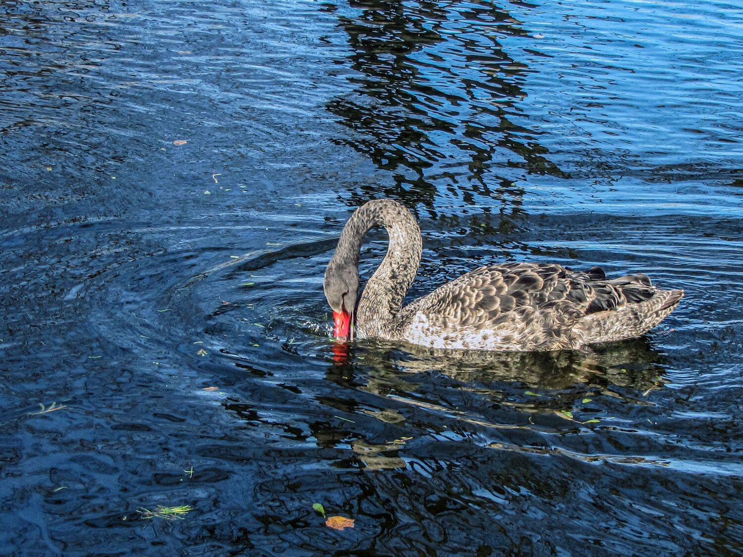 aquatic animal themes,wildlife,animal swimming,wavy,no people,nature water,birds high,outdoor view,duck,Nature,Water,Animal Wildlife,Bird,Animals In The Wild,Outdoors,Lake,Photography,Swan,Swimming,Animal,Water Birds,Day,Reflection, DZINTRA REGINA JANSONE