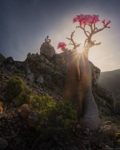 Socotra