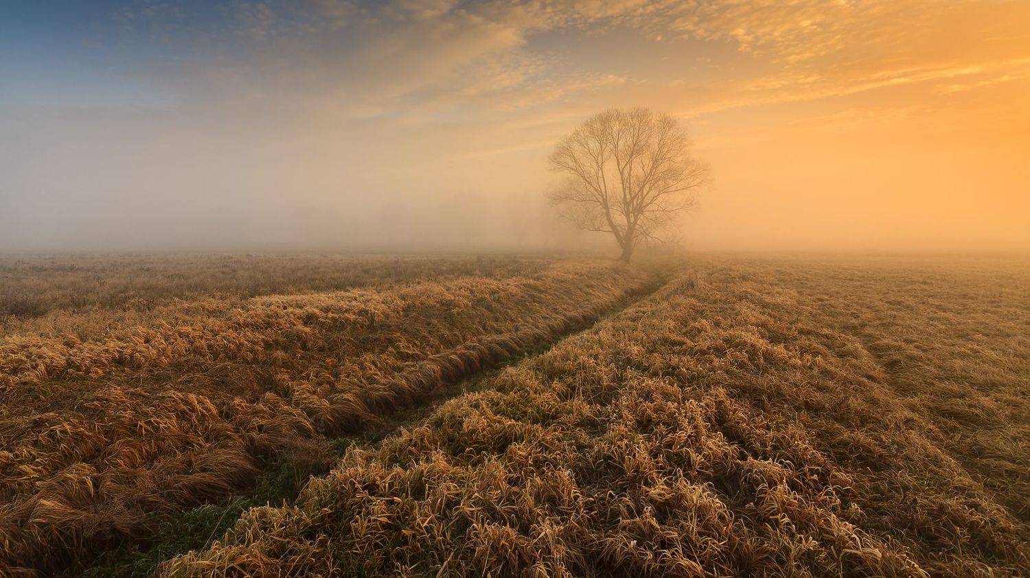 польша, mist, fog, poland, lesser poland, tree, golden hour, tranquility, outdoor, meadow, grass, plain, alone, clouds, sunrise, silene, утро, atmosphere, mood, nature, bare, willow,, Sebastian Płonka