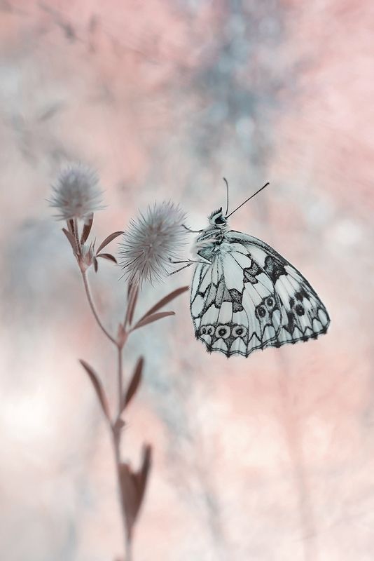 Galathea фото превью