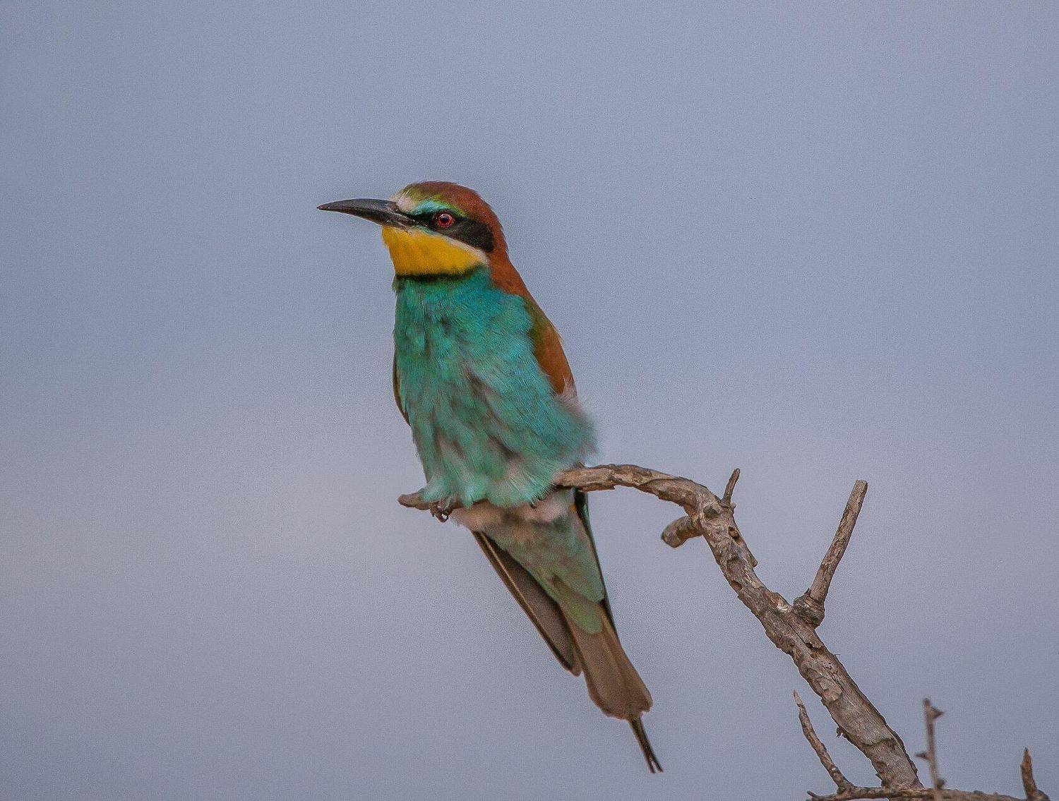 Астраханская обл  с.КАМЫШОВО, Сергей цыбизов