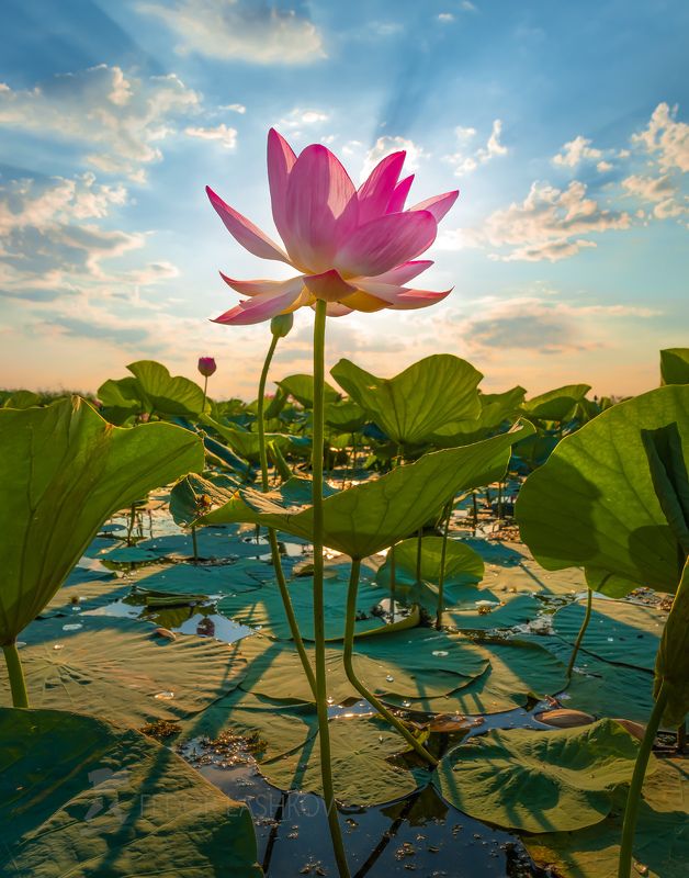 Хрупкое бессмертие фото превью