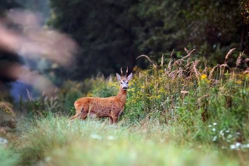 Roebuck