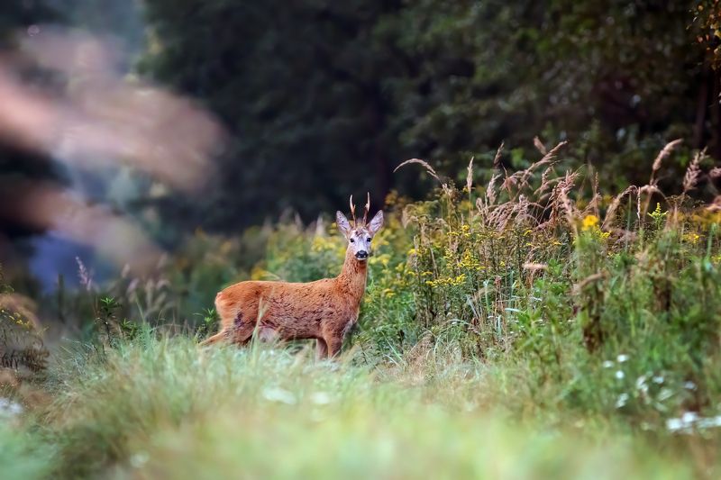 Roebuck, roe deer, forest, wildlife, Косуля, косуля, лес, дикая природа Roebuck фото превью