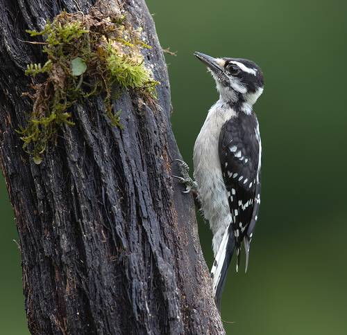 Downy woodpecker Female - Пушистый дятел. самка