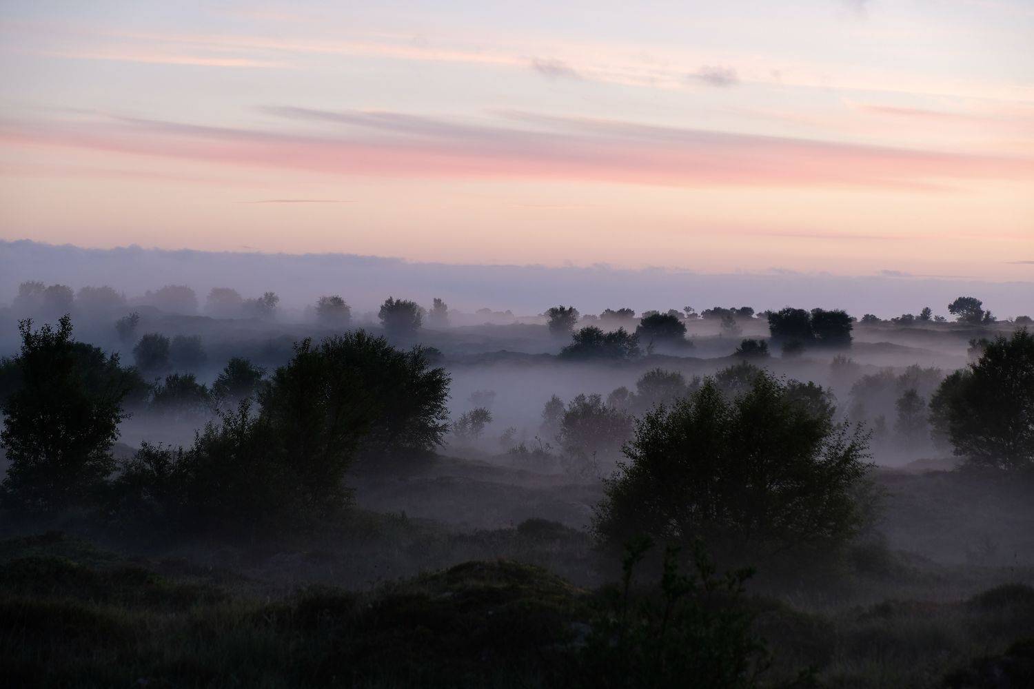 Landscapes, nature, night, colors, mood, pink, Norway, fog, mist, trees, forest, sky, clouds, , Svetlana Povarova Ree