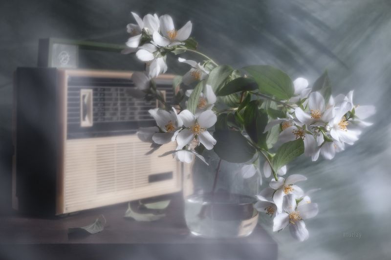 жасмин, чебушник, спидола, ретро Настроение Ретро-Жасмин фото превью