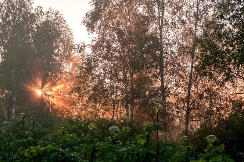 В зарослях борщевика фото превью