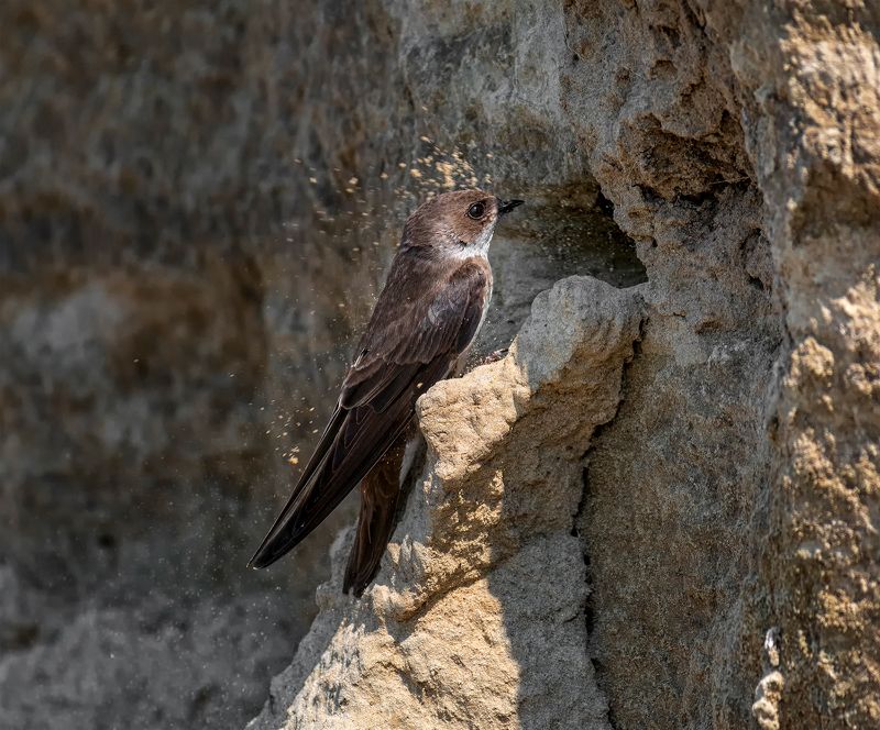 пара береговушек.. фото превью