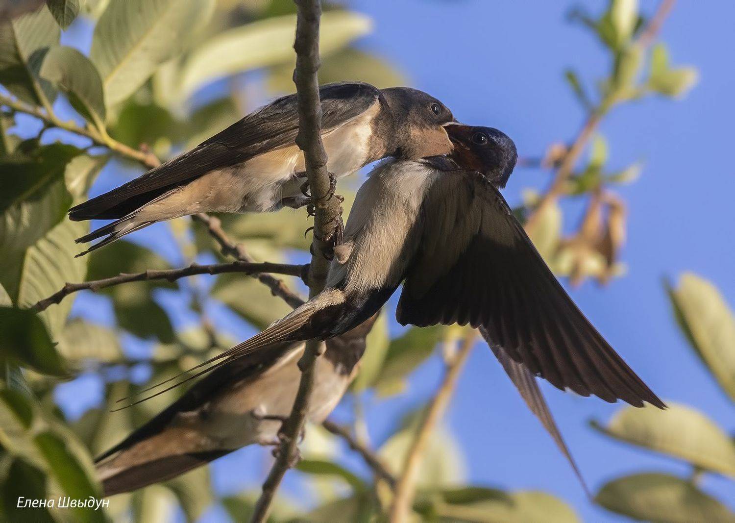 bird of prey, animal, birds, bird,  animal wildlife,  nature,  animals in the wild, barn swallow, ласточка, деревенская_ласточка, Елена Швыдун