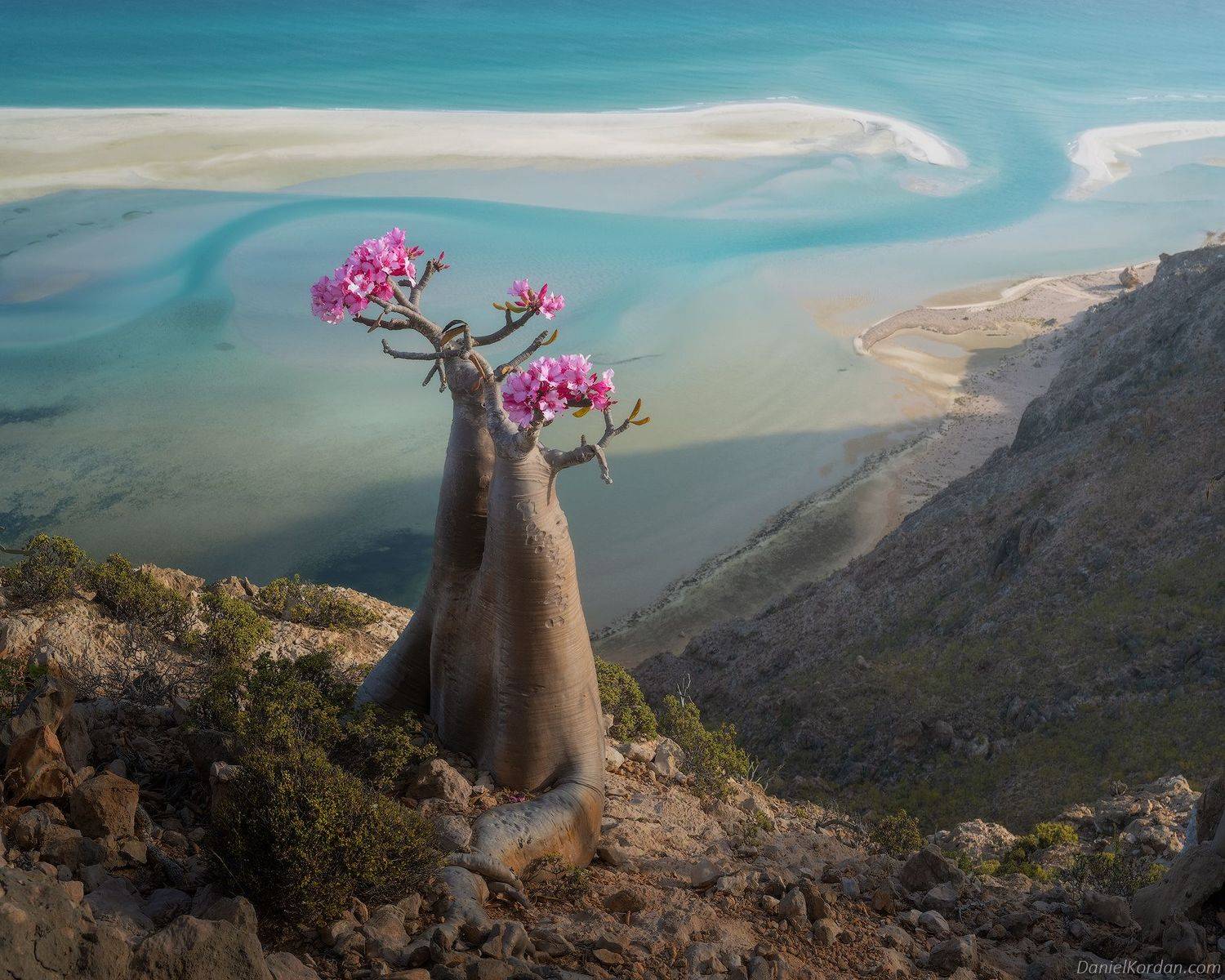 Socotra, Даниил Коржонов