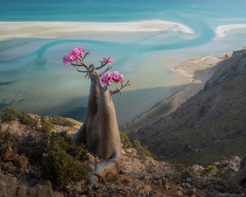 Socotra фото превью