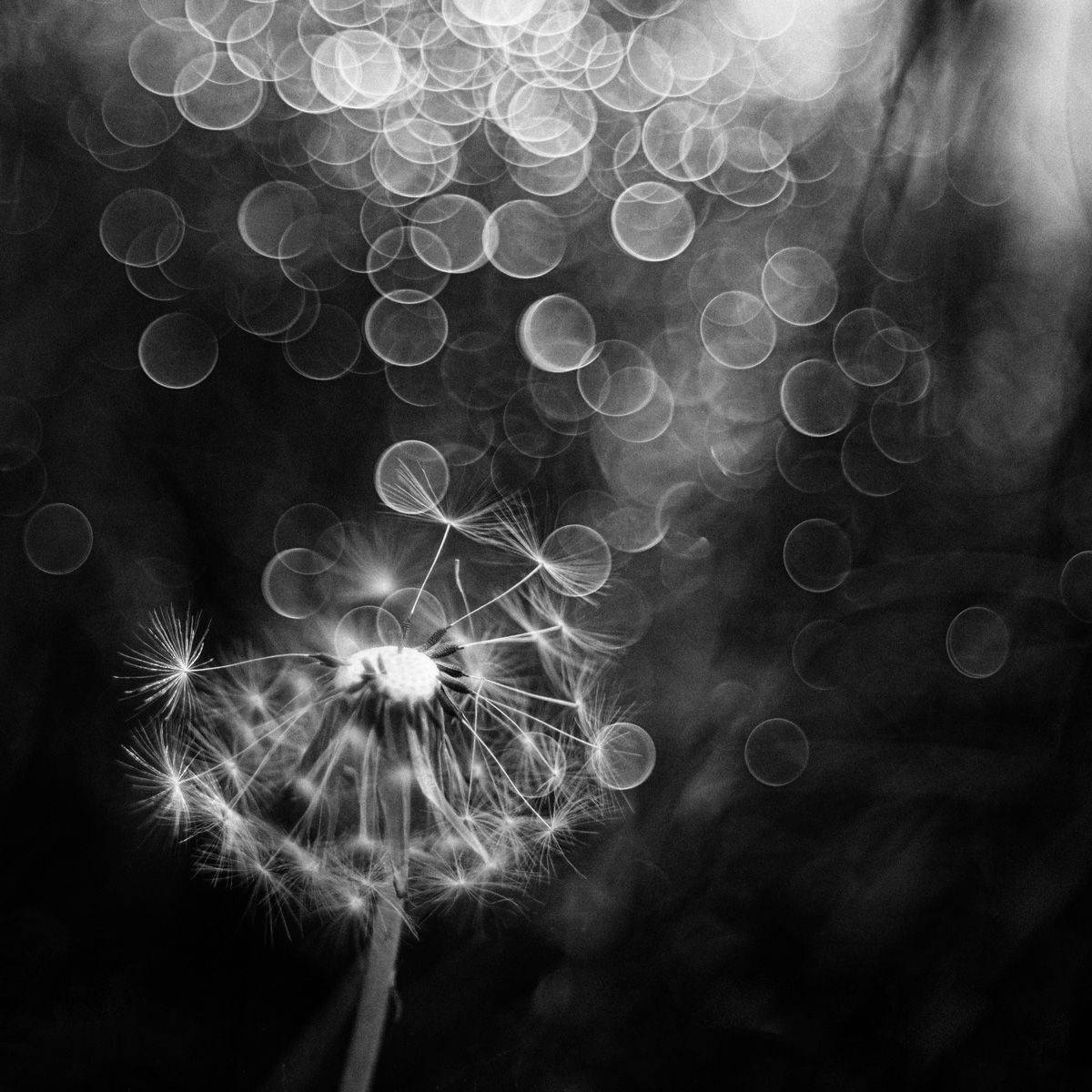 close-up, Игорь Копцев