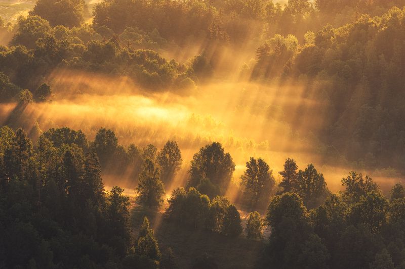 The gold has spilled фото превью