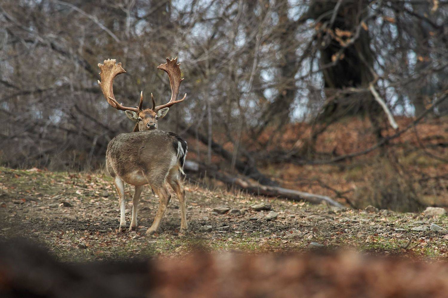 nature, wildlife, Калин Ботев