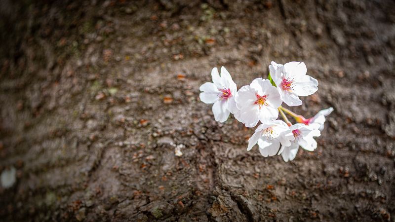 Spring фото превью