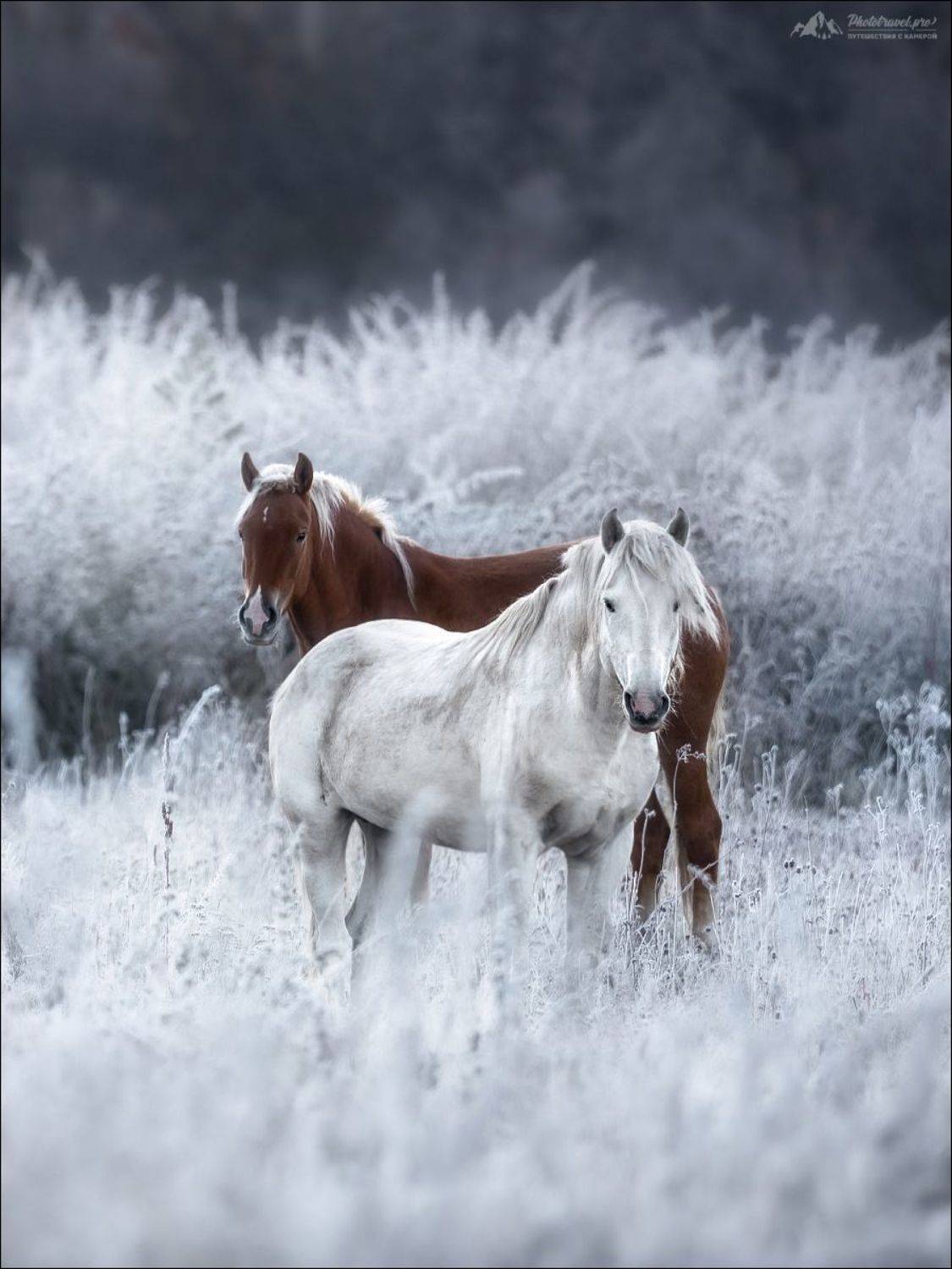Алтай, Горный Алтай, осень, лошади, Мульта, Мультинские озера, Россия, Russia, Horse, autumn, Влад Соколовский