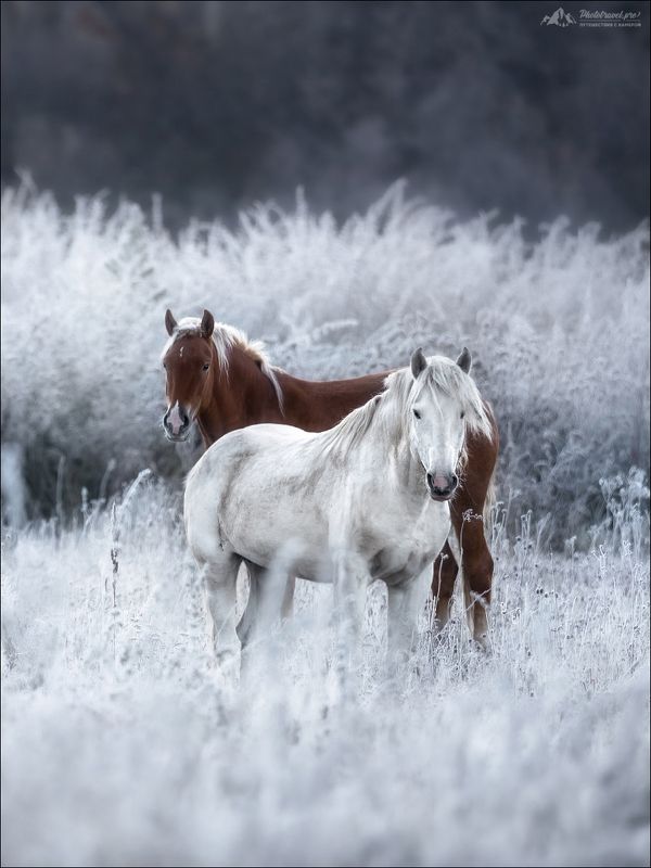 Алтай, Горный Алтай, осень, лошади, Мульта, Мультинские озера, Россия, Russia, Horse, autumn DOMINO фото превью