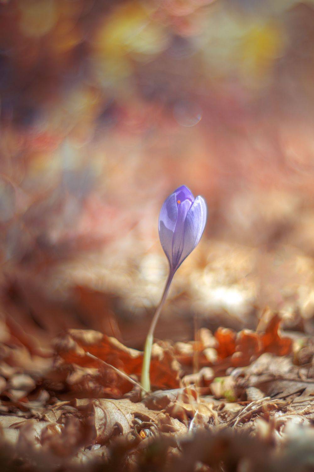 nature,nikon,flower,orange,purple,bokeh, ColorAddict.Nature Borislav Aleksiev