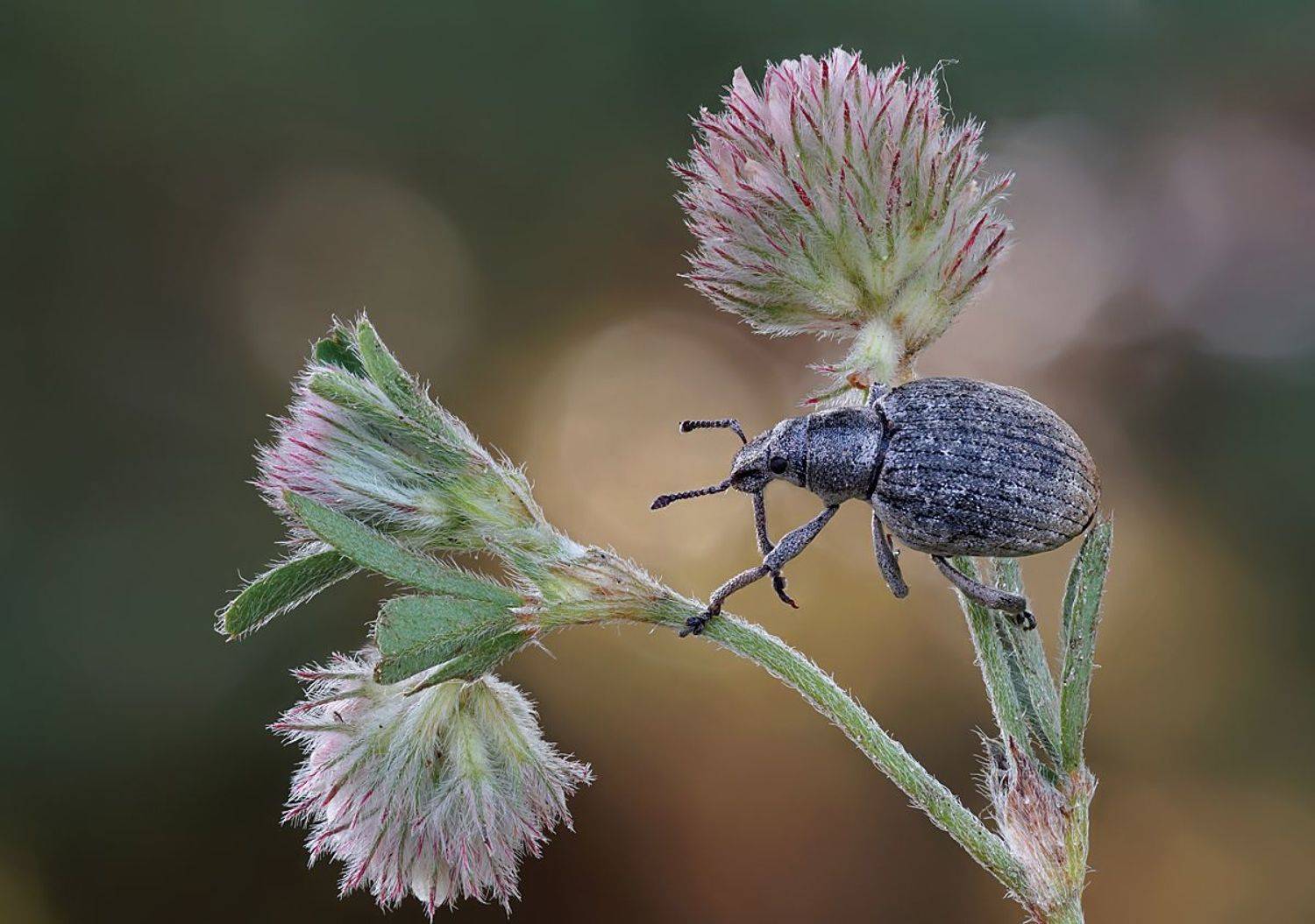 , Чепленко Алексей