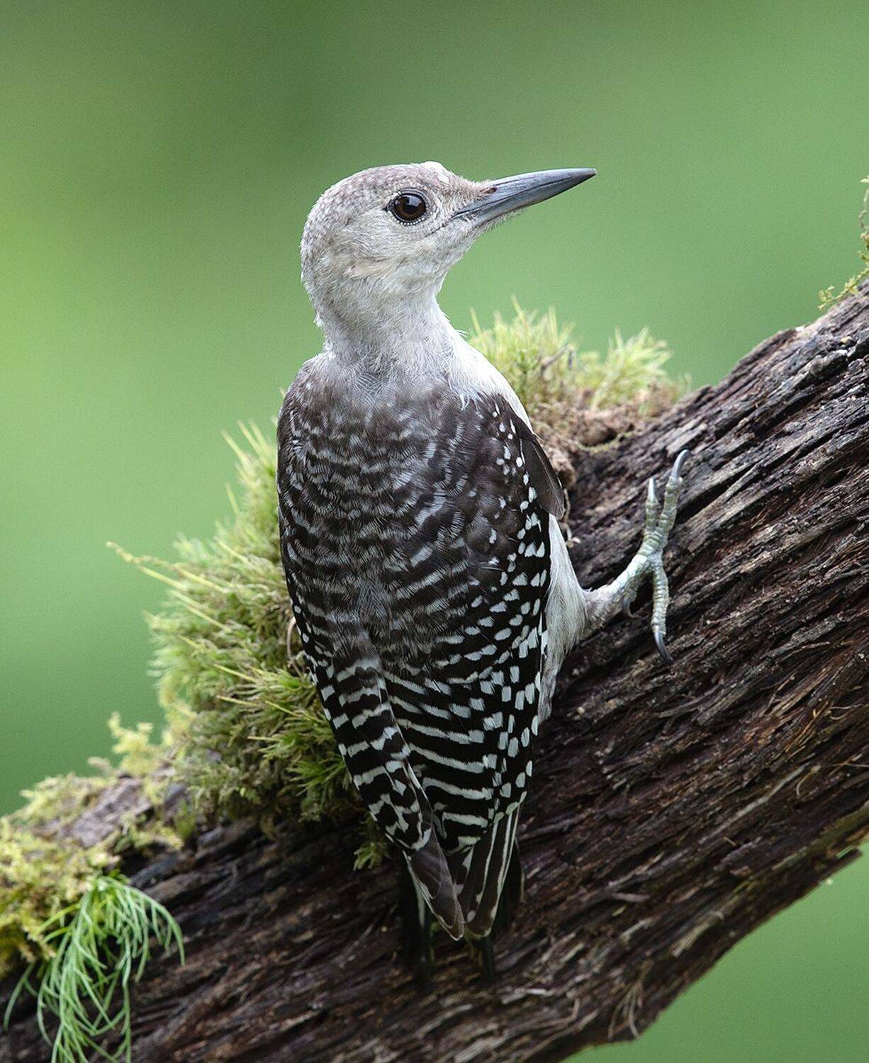 дятел, каролинский меланерпес, red-bellied woodpecker, woodpecker, Elizabeth Etkind