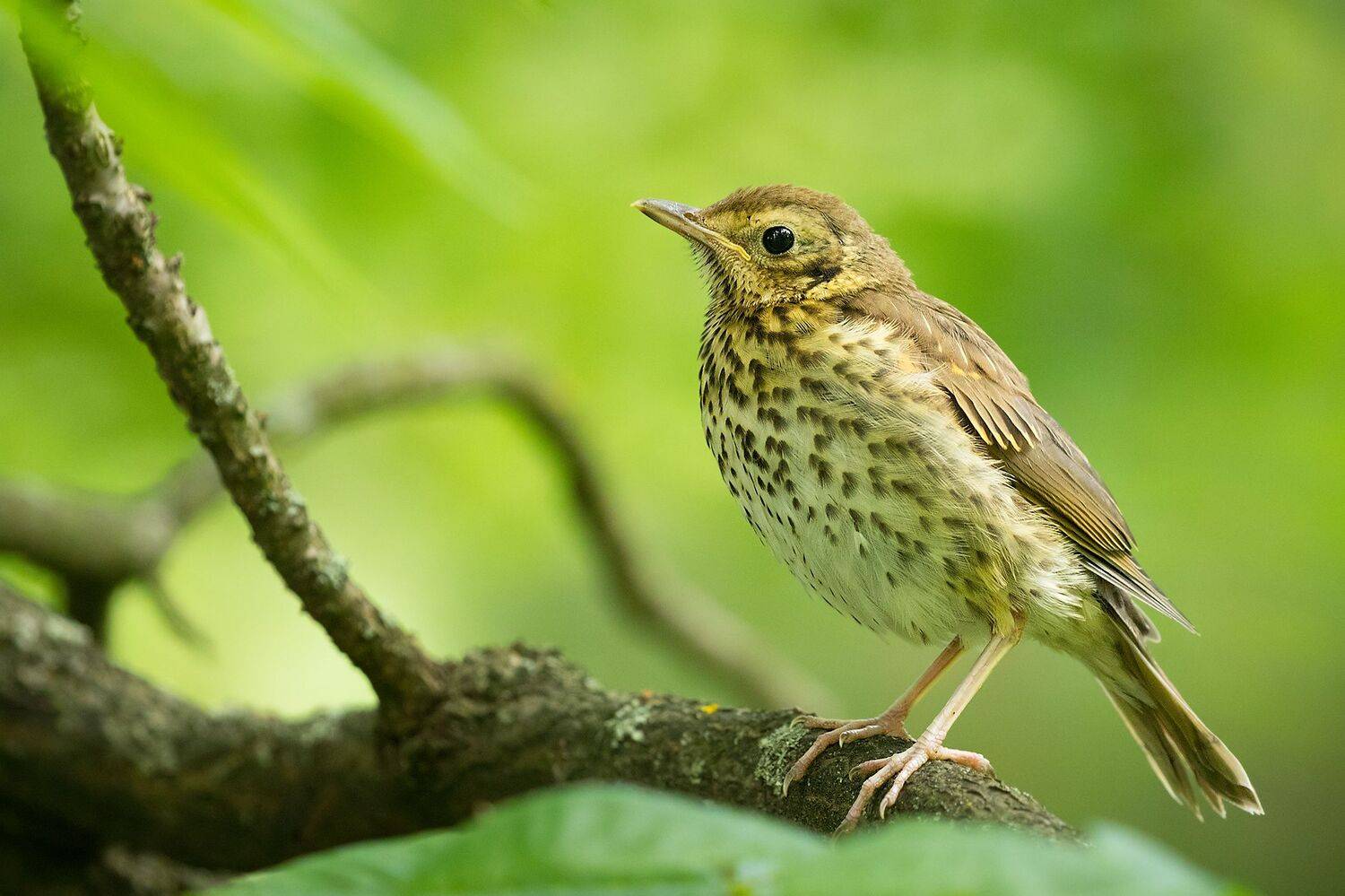 , Robert Adamec