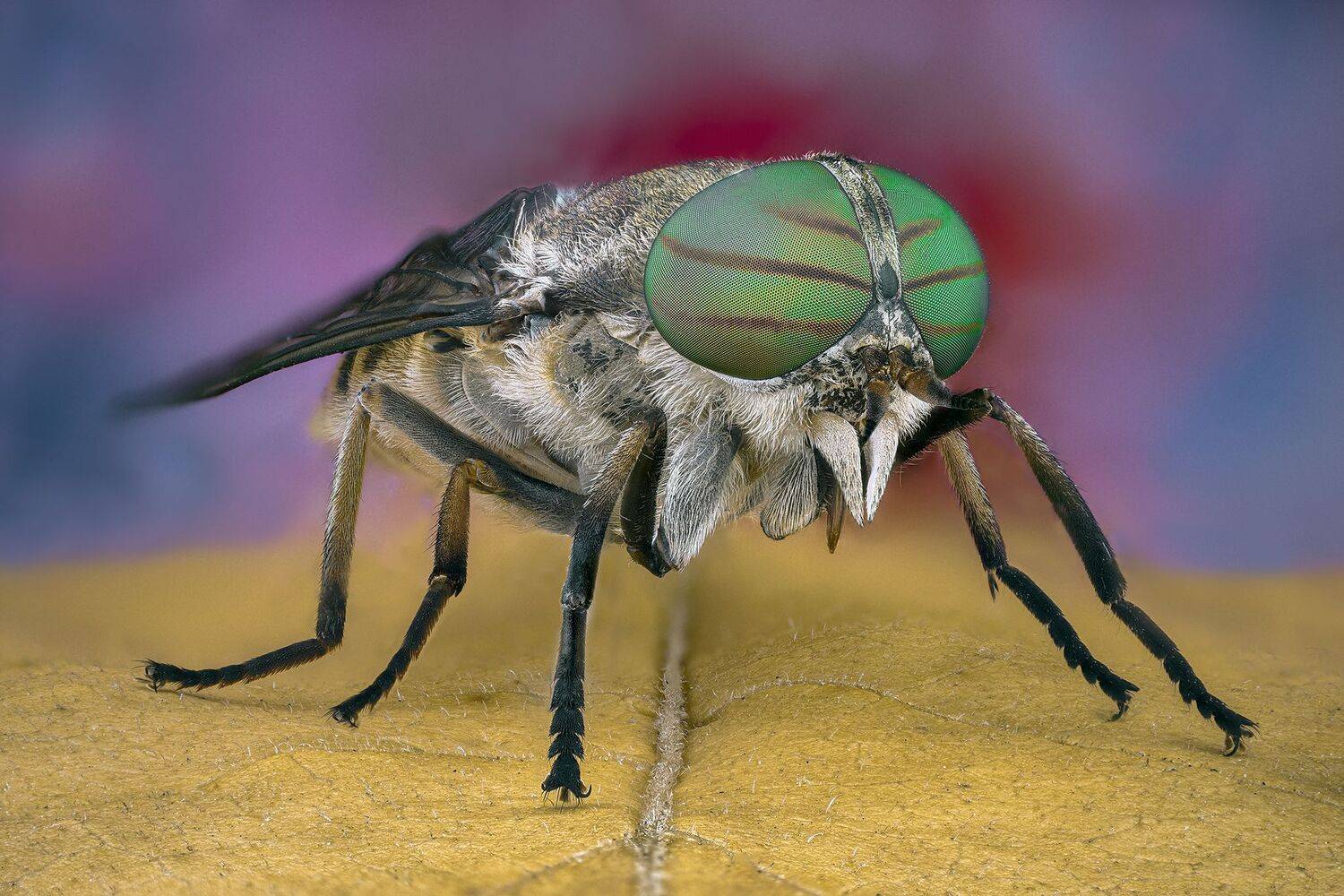 ceclii, macro, lomo 3.7, Tsvetan Ganev