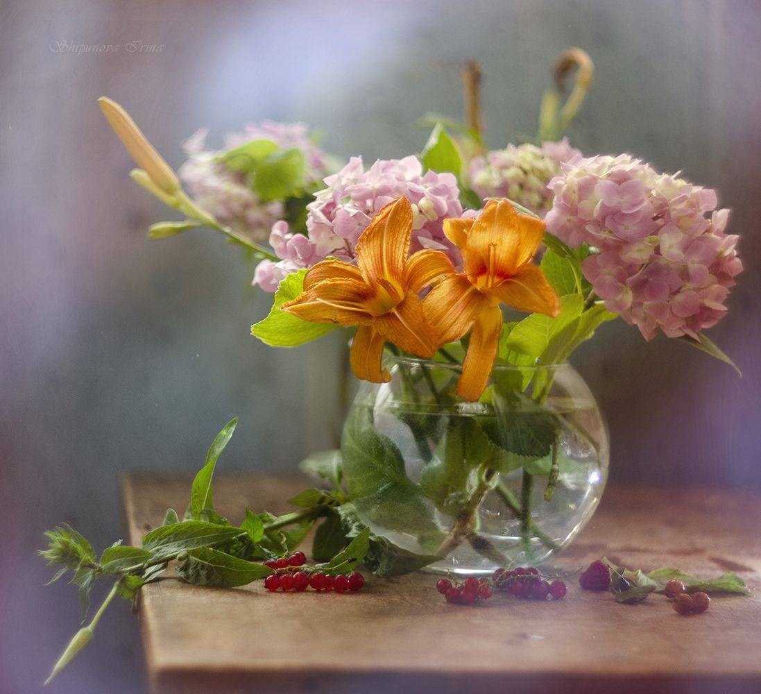 , Шипунова Ирина