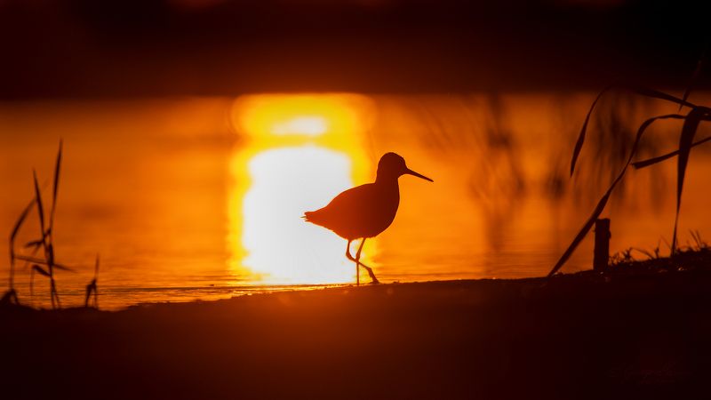 Tringa totanus фото превью