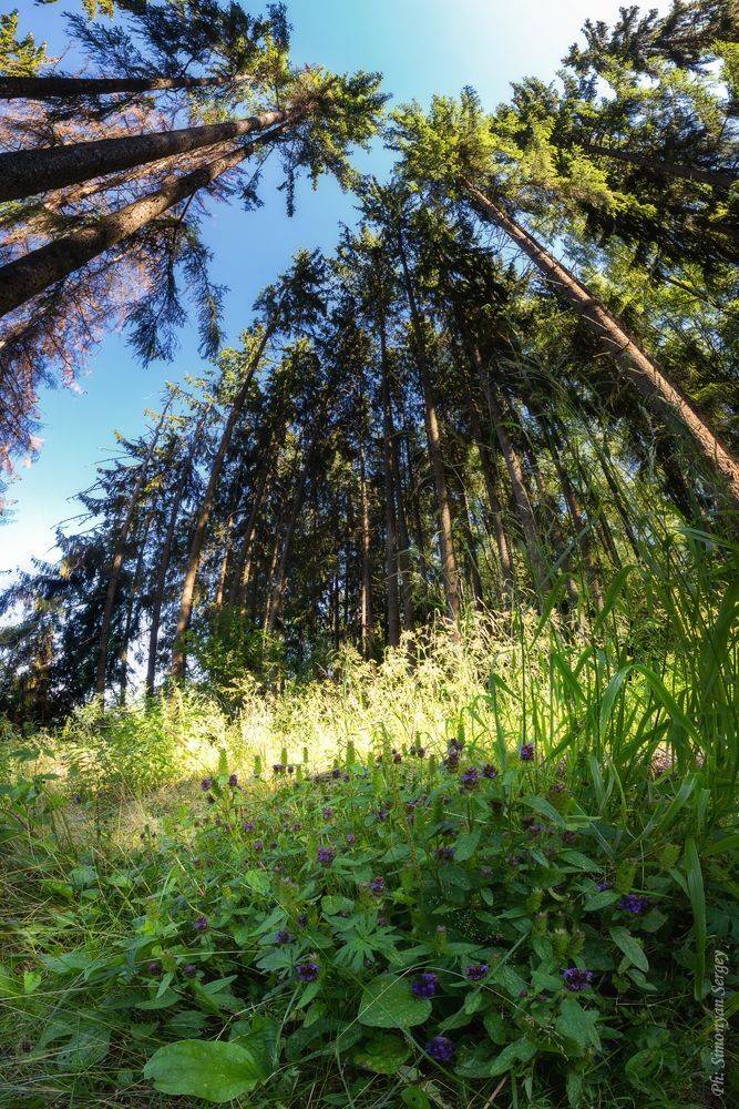 , Симонян Сергей