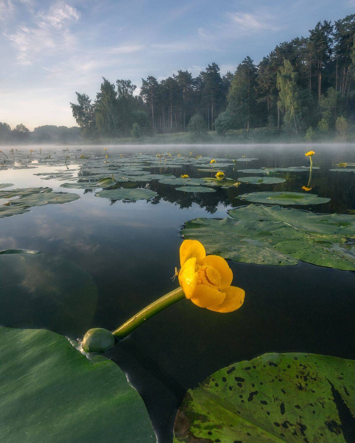 цветы, кубышка желтая, Московская область, природа, кувшинки, пейзаж, Мартыненко Дмитрий