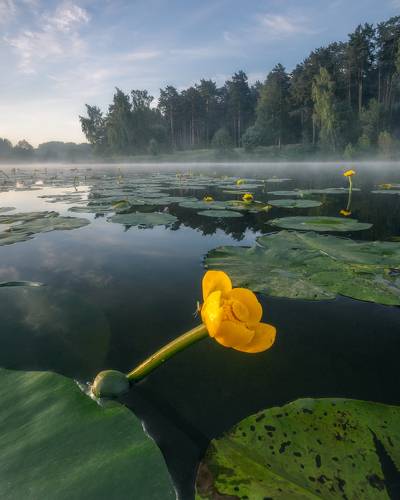 Кубышка желтая