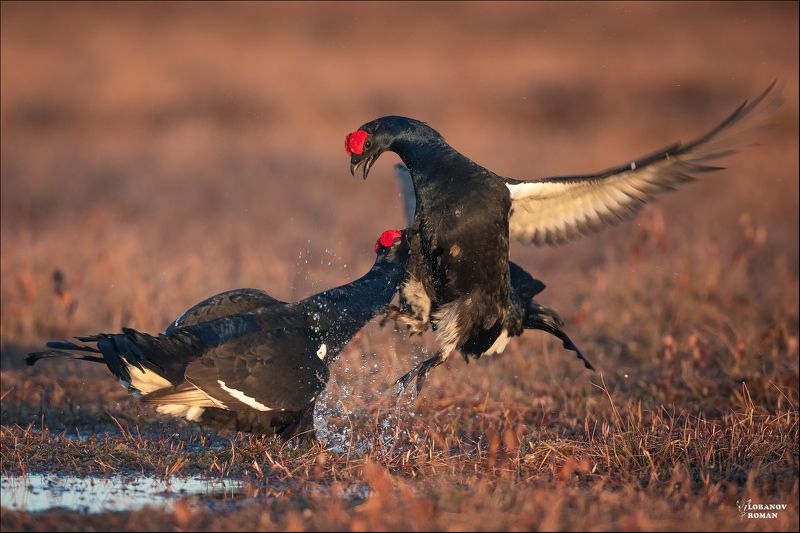 * * * фото превью