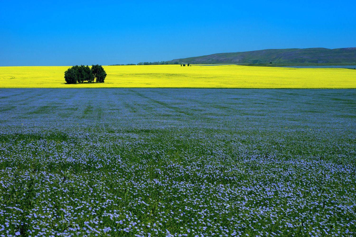 , Андрей Хаймин