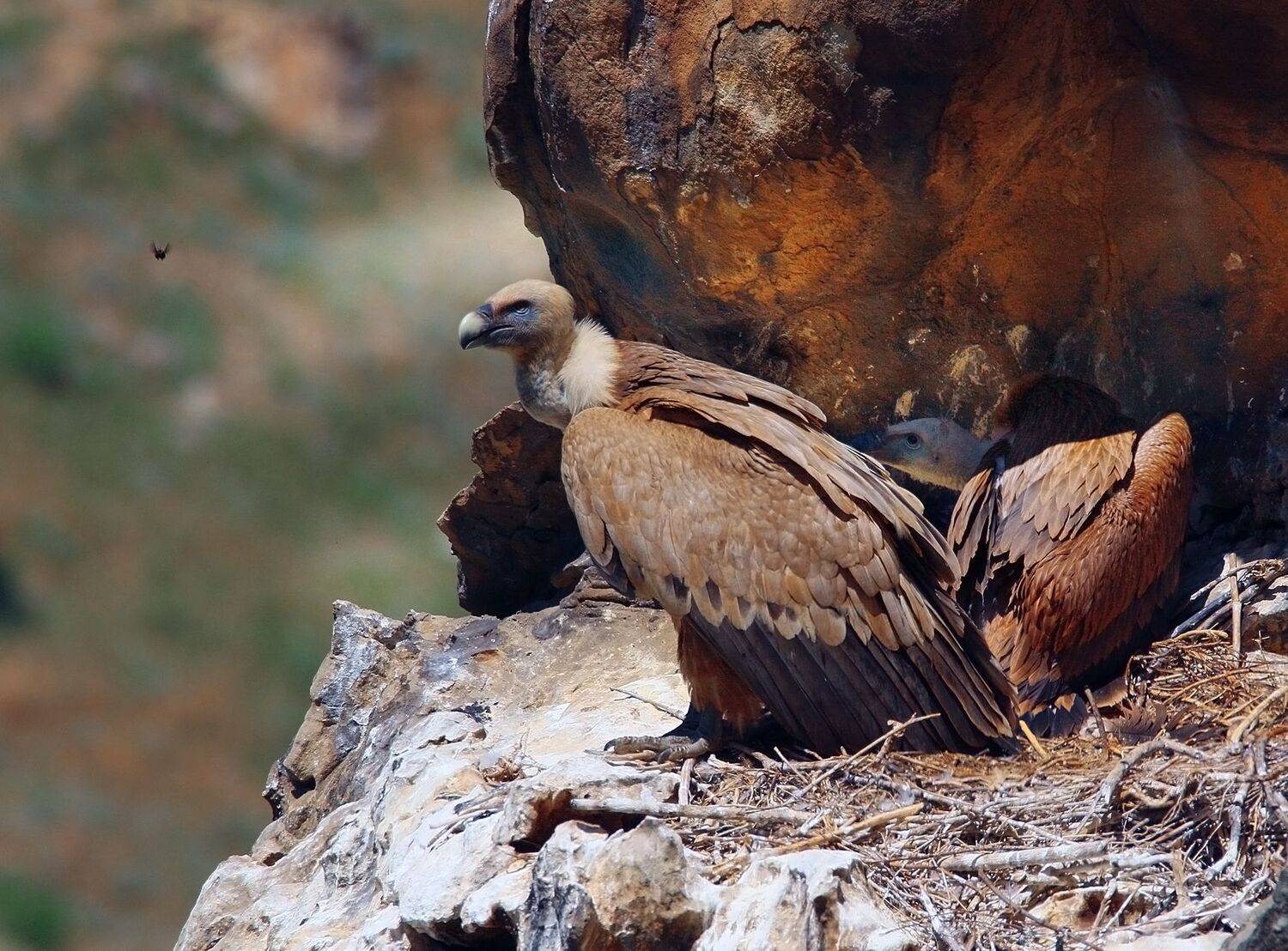 гриф,белоголовый сип,горы,вершины,пейзаж,небо,деревья,дагестан,природа, Marat Magov