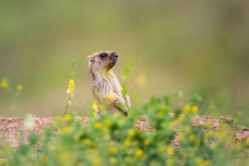 Сурки Байбаки