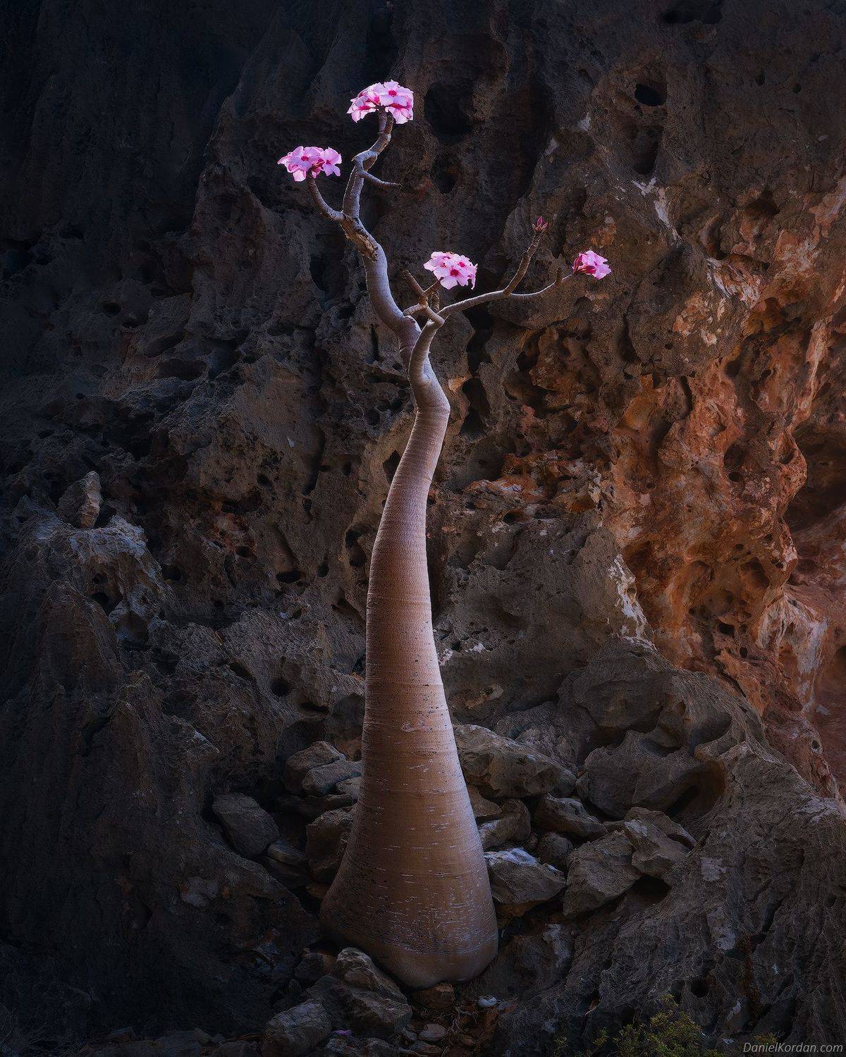 Socotra, Даниил Коржонов