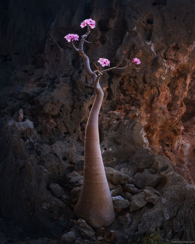 Socotra фото превью