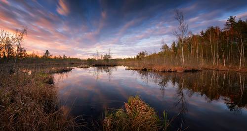 Вечер на болоте