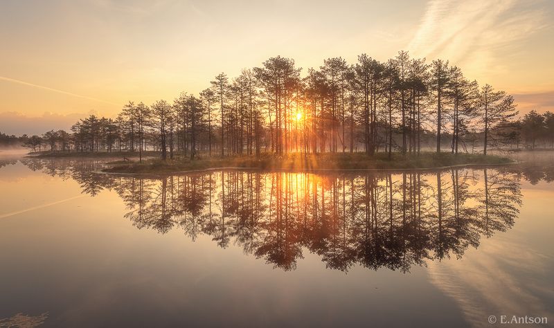 пейзаж,  природа,  болото,  рассвет Золотое утро на болоте фото превью