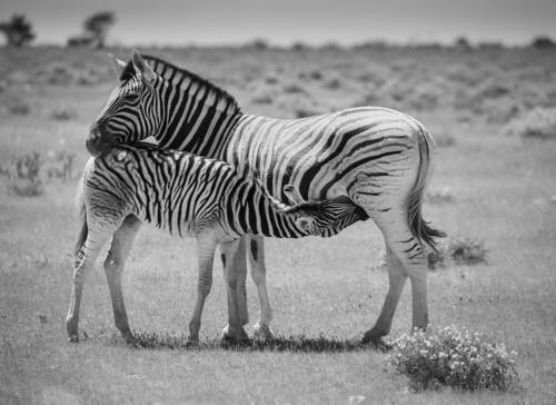 Zebra foal's breakfast