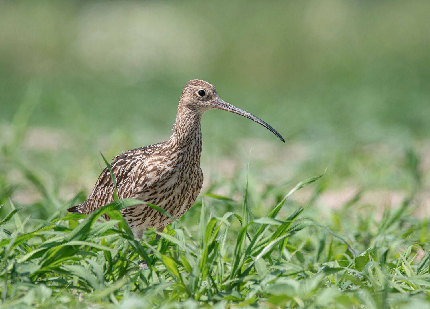 птицы,природа, лето, Андрей Киселёв